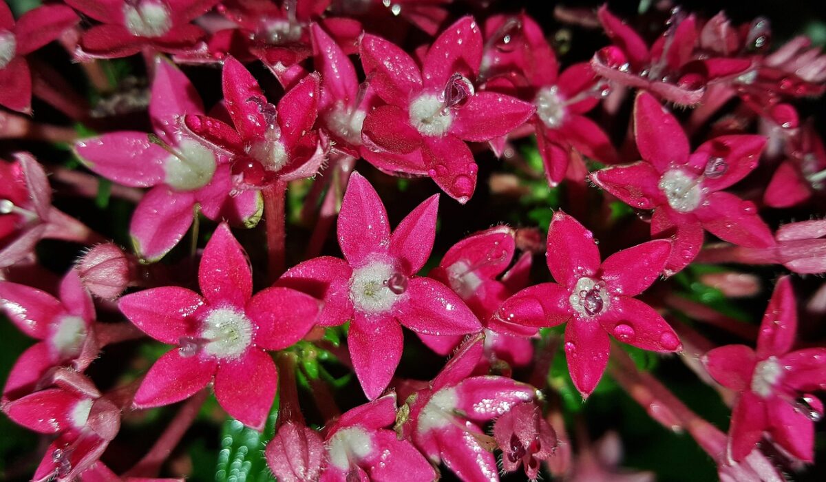 Stella egiziana: come coltivare la Pentas lanceolata per una fioritura spettacolare