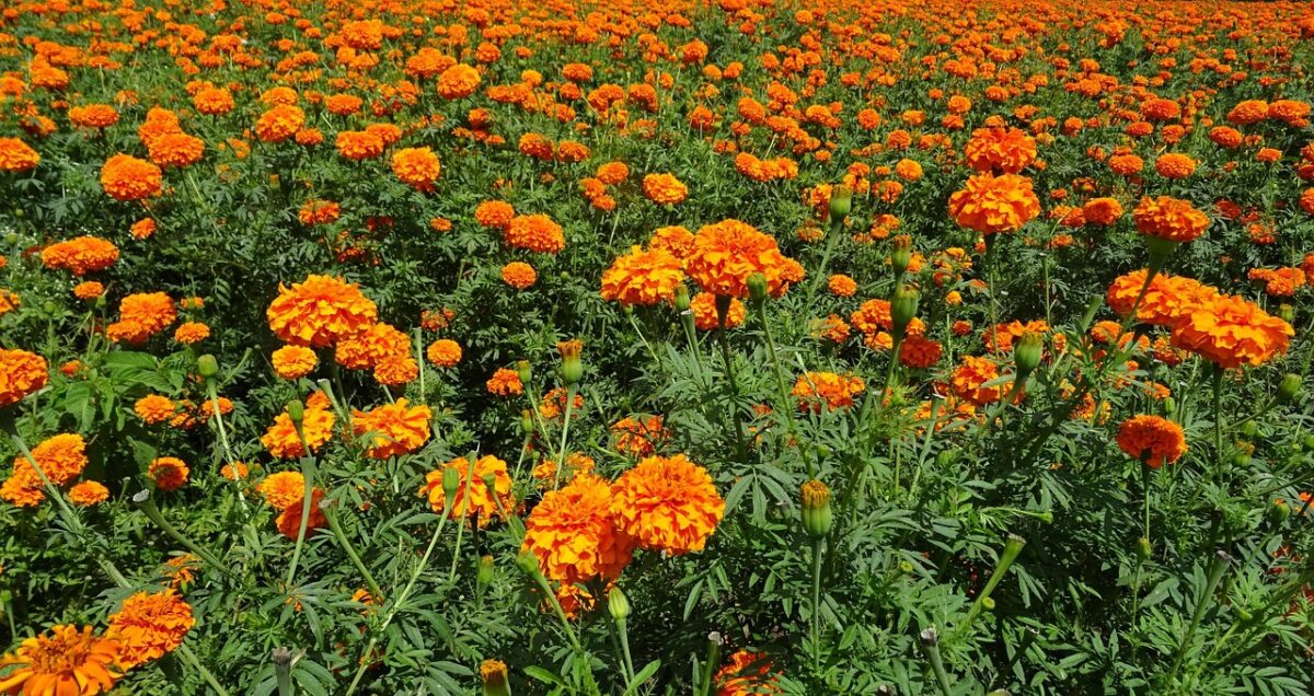 Tagete comune: come coltivarlo per avere un giardino ricco di colori e naturalmente protetto