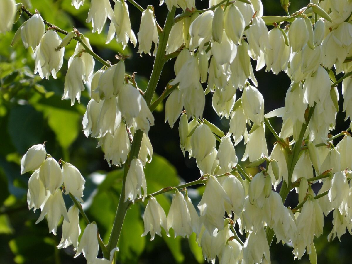 Yucca filamentosa: la pianta resistente e ornamentale perfetta per il giardino Yucca filamentosa: la pianta resistente e ornamentale perfetta per il giardino