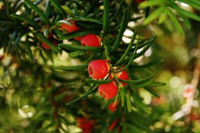 Tasso: guida completa alla coltivazione e alla cura del Taxus baccata