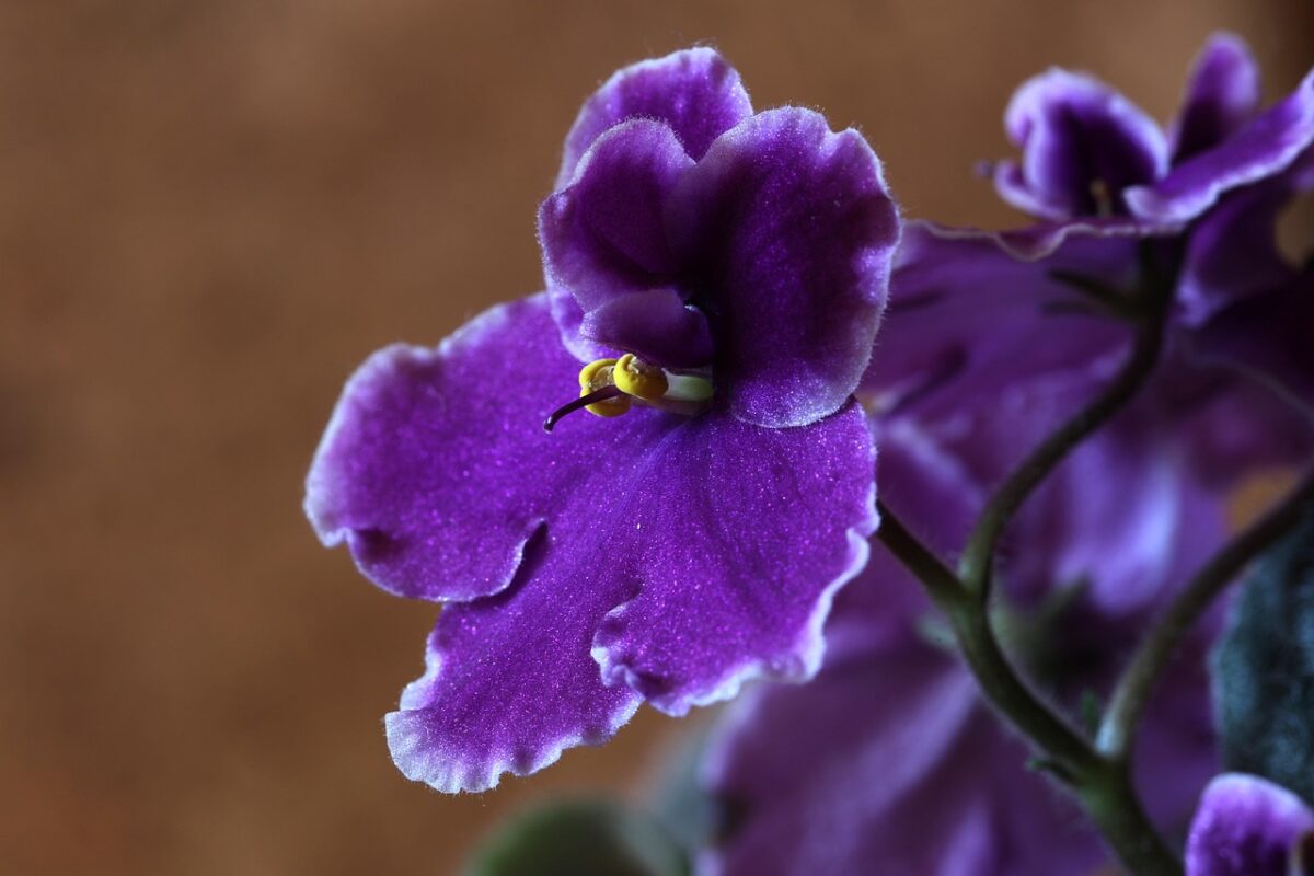 Violetta africana: come coltivarla e mantenerla sempre rigogliosa
