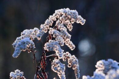 Verga d’oro del Canada: come coltivare e prendersi cura di questa vivace pianta ornamentale