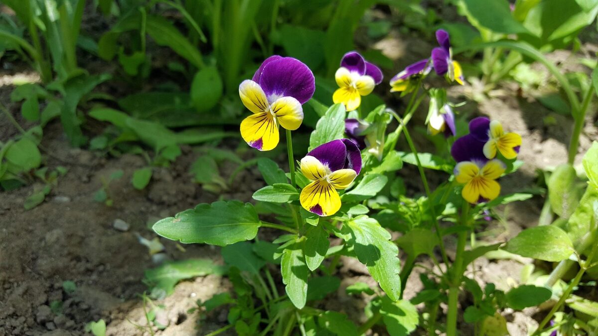 Viola del pensiero: come coltivarla e farla fiorire a lungo