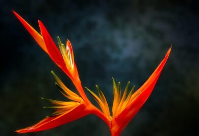 Uccello del paradiso: come coltivare la Strelitzia per una fioritura spettacolare
