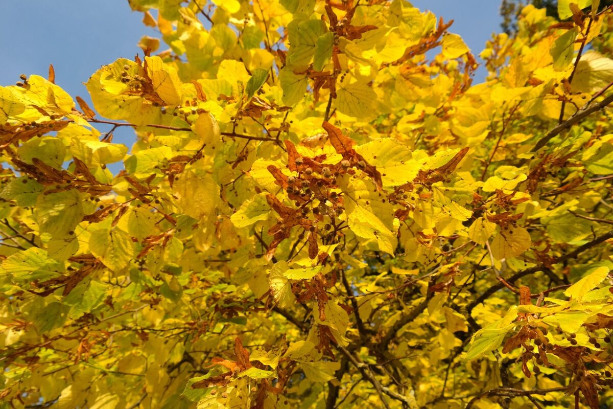 Tiglio nostrano: come coltivare e prendersi cura di questo maestoso albero Tiglio nostrano: come coltivare e prendersi cura di questo maestoso albero