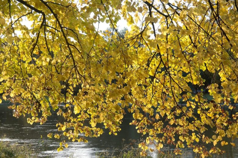 Tiglio nostrano: come coltivare e prendersi cura di questo maestoso albero