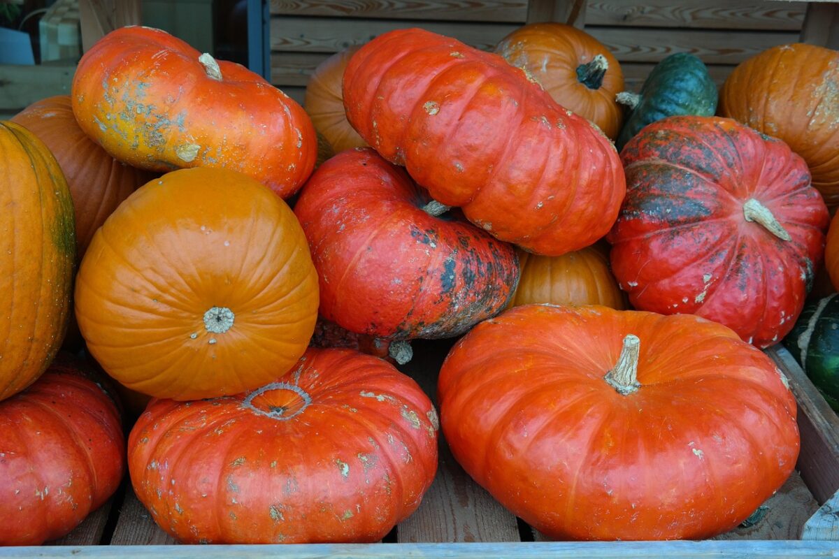 Zucca: come coltivarla e prendersene cura per un raccolto abbondante Zucca: come coltivarla e prendersene cura per un raccolto abbondante
