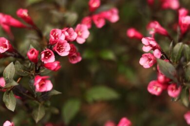 Weigela: la pianta dai fiori spettacolari che regala colore al giardino