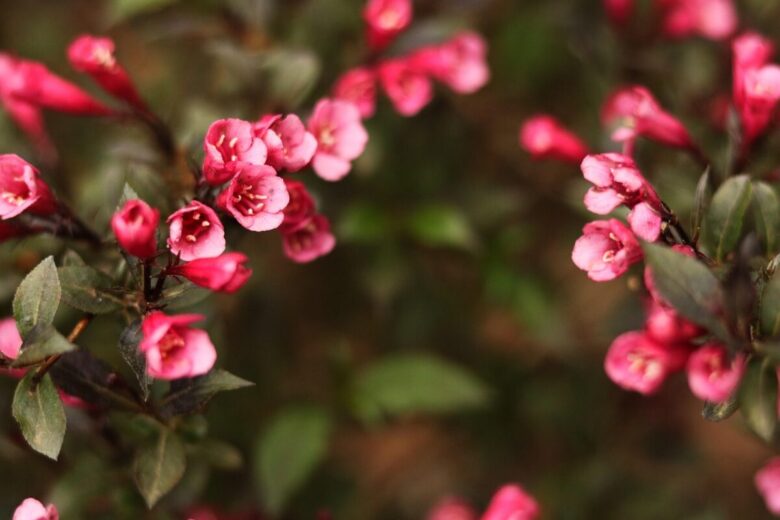 Weigela: la pianta dai fiori spettacolari che regala colore al giardino