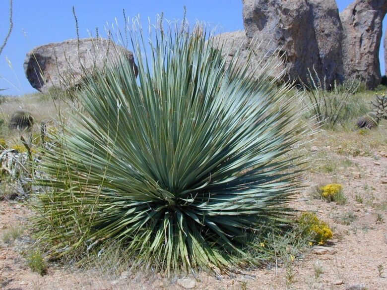 Yucca gigante: la pianta elegante e resistente che dona un tocco tropicale alla casa