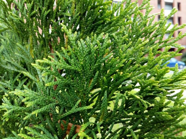 Tuia occidentale: la conifera sempreverde ideale per siepi eleganti e resistenti