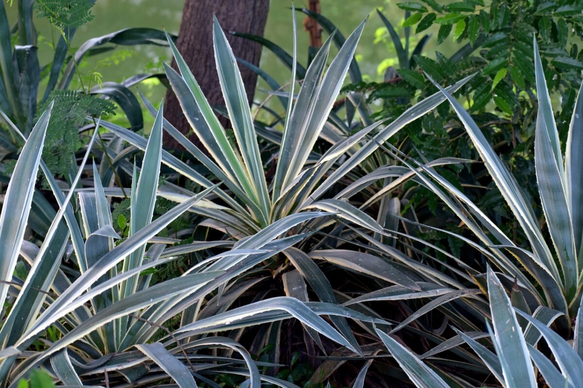 Yucca gigante: la pianta elegante e resistente che dona un tocco tropicale alla casa