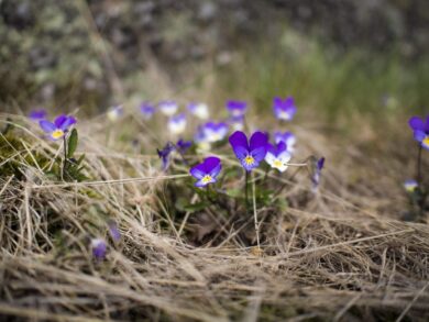 Viola del pensiero: come coltivarla e farla fiorire a lungo