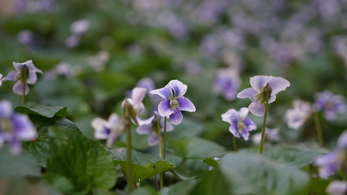 Viola Sorella: come coltivare questa elegante tappezzante dai delicati fiori primaverili