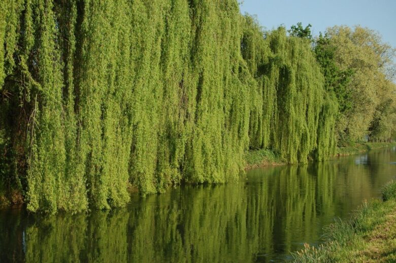 Salice piangente: come coltivarlo e prendersene cura per un albero maestoso