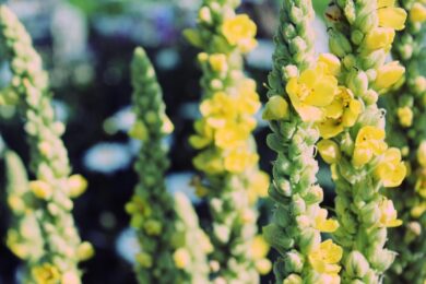 Verbasco: la pianta rustica dai fiori spettacolari che impreziosisce il giardino