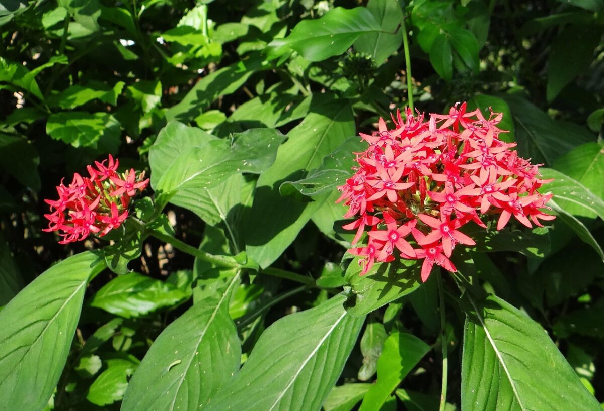 Stella egiziana: come coltivare la Pentas lanceolata per una fioritura spettacolare