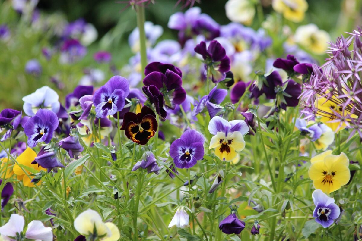 Viola del pensiero: come coltivarla e farla fiorire a lungo