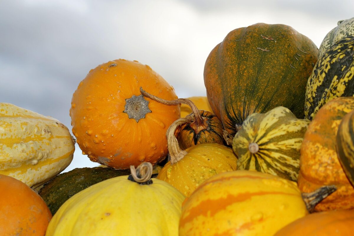 Zucca: come coltivarla e prendersene cura per un raccolto abbondante Zucca: come coltivarla e prendersene cura per un raccolto abbondante