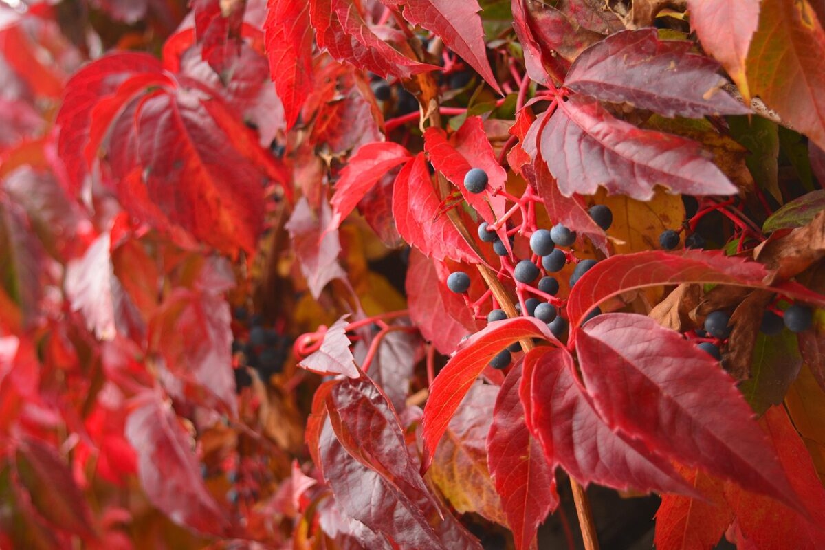 Vite americana: la rampicante vigorosa che colora il giardino in ogni stagione