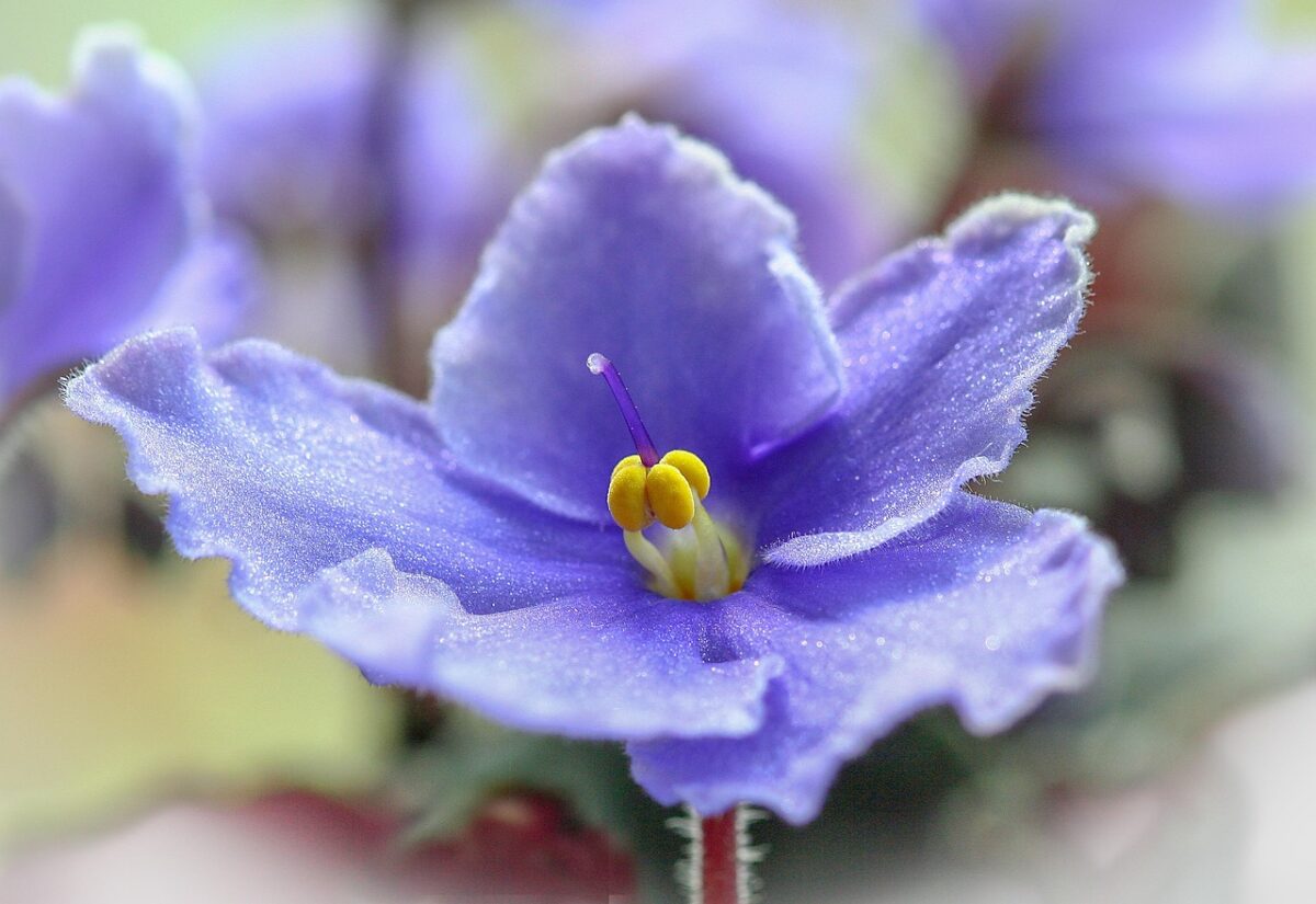 Violetta africana: come coltivarla e mantenerla sempre rigogliosa