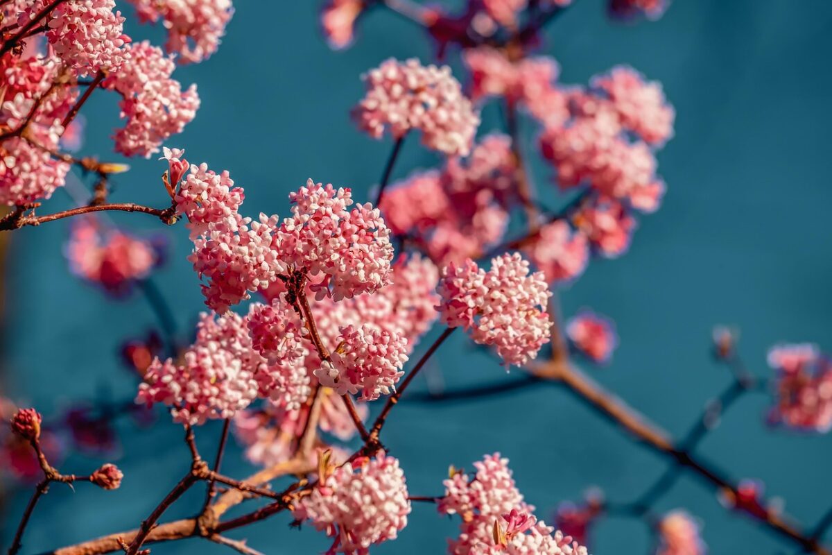 Viburno tino: la pianta sempreverde che regala fiori anche in inverno
