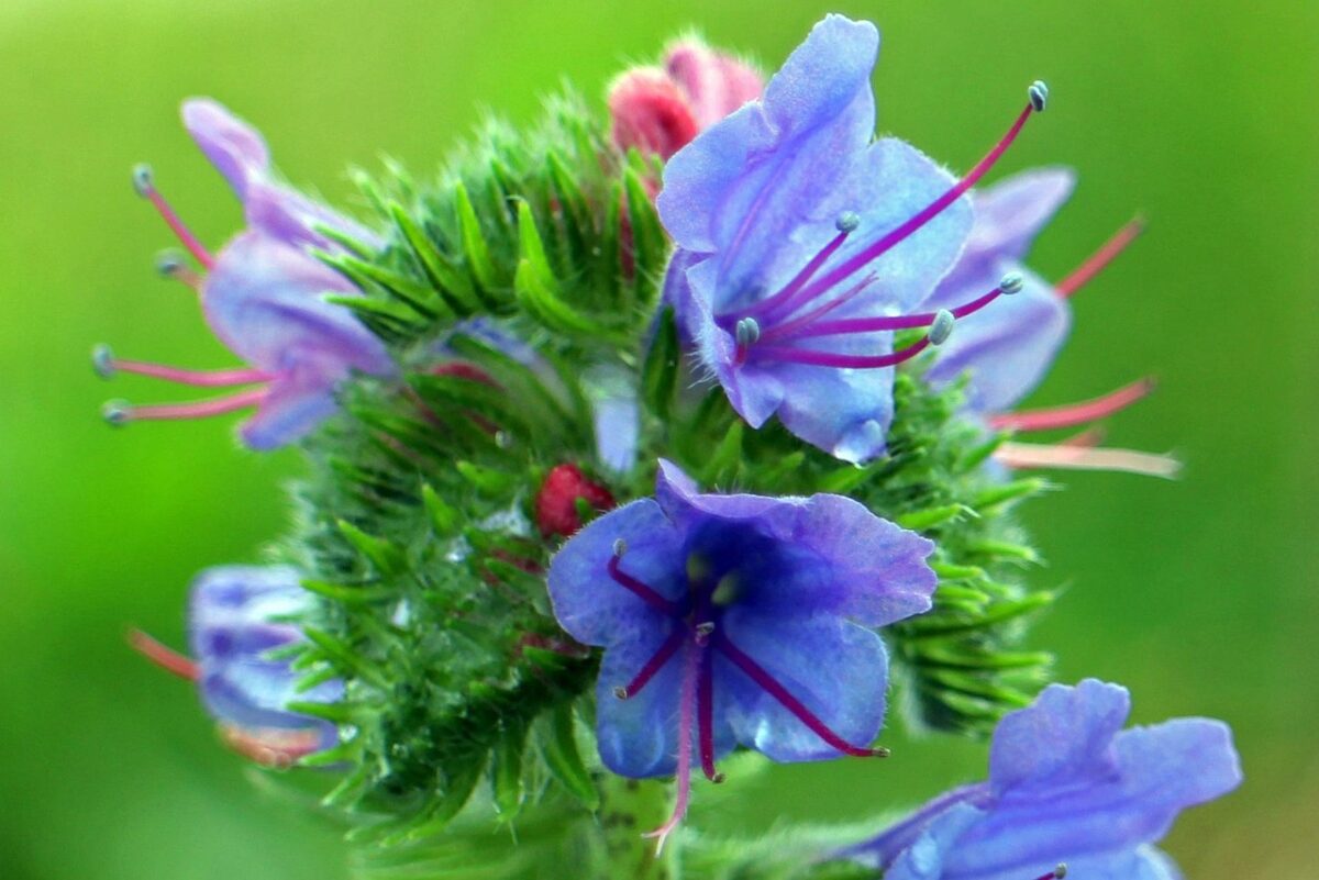 Viperina azzurra: come coltivare questa spettacolare pianta dai fiori blu