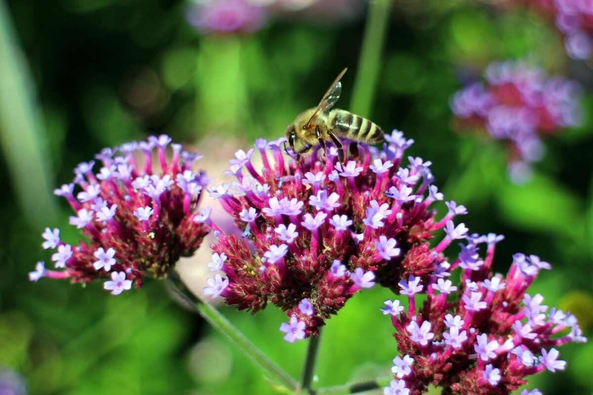 Verbena di Buenos Aires: la pianta elegante che attira farfalle e dona leggerezza al giardino