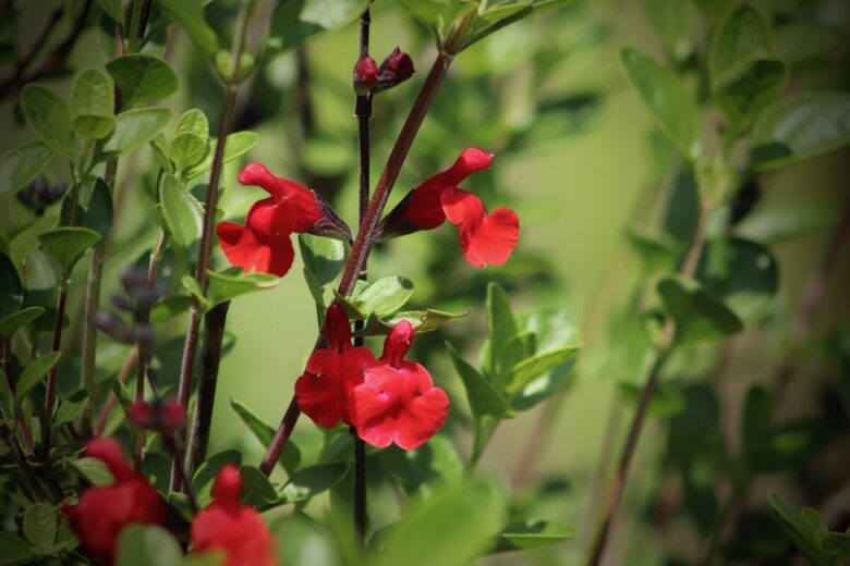 Salvia cespugliosa: come coltivarla e mantenerla rigogliosa tutto l’anno