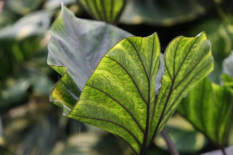 Taro: come coltivare la pianta tropicale dalle foglie spettacolari e dai tuberi commestibili