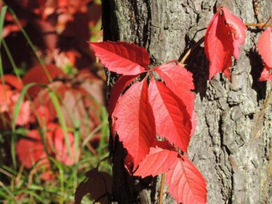 Vite americana: la rampicante vigorosa che colora il giardino in ogni stagione