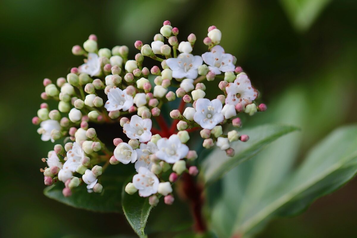 Viburno tino: la pianta sempreverde che regala fiori anche in inverno