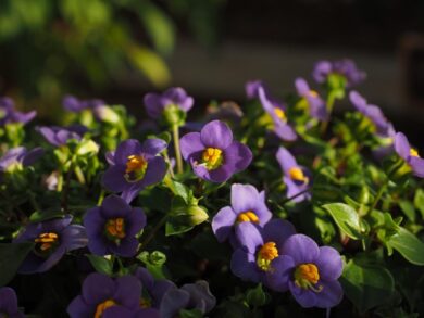 Violetta africana: come coltivarla e mantenerla sempre rigogliosa