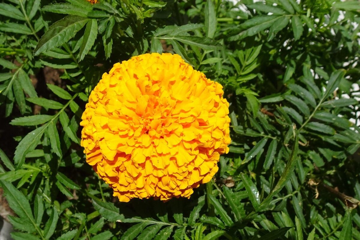 Tagete comune: come coltivarlo per avere un giardino ricco di colori e naturalmente protetto