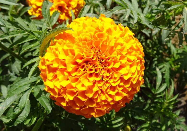 Tagete comune: come coltivarlo per avere un giardino ricco di colori e naturalmente protetto
