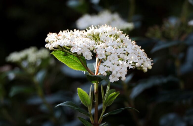Viburno tino: la pianta sempreverde che regala fiori anche in inverno