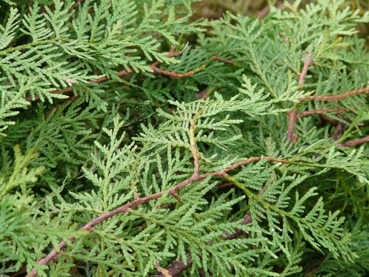 Tuia occidentale: la conifera sempreverde ideale per siepi eleganti e resistenti Tuia occidentale: la conifera sempreverde ideale per siepi eleganti e resistenti
