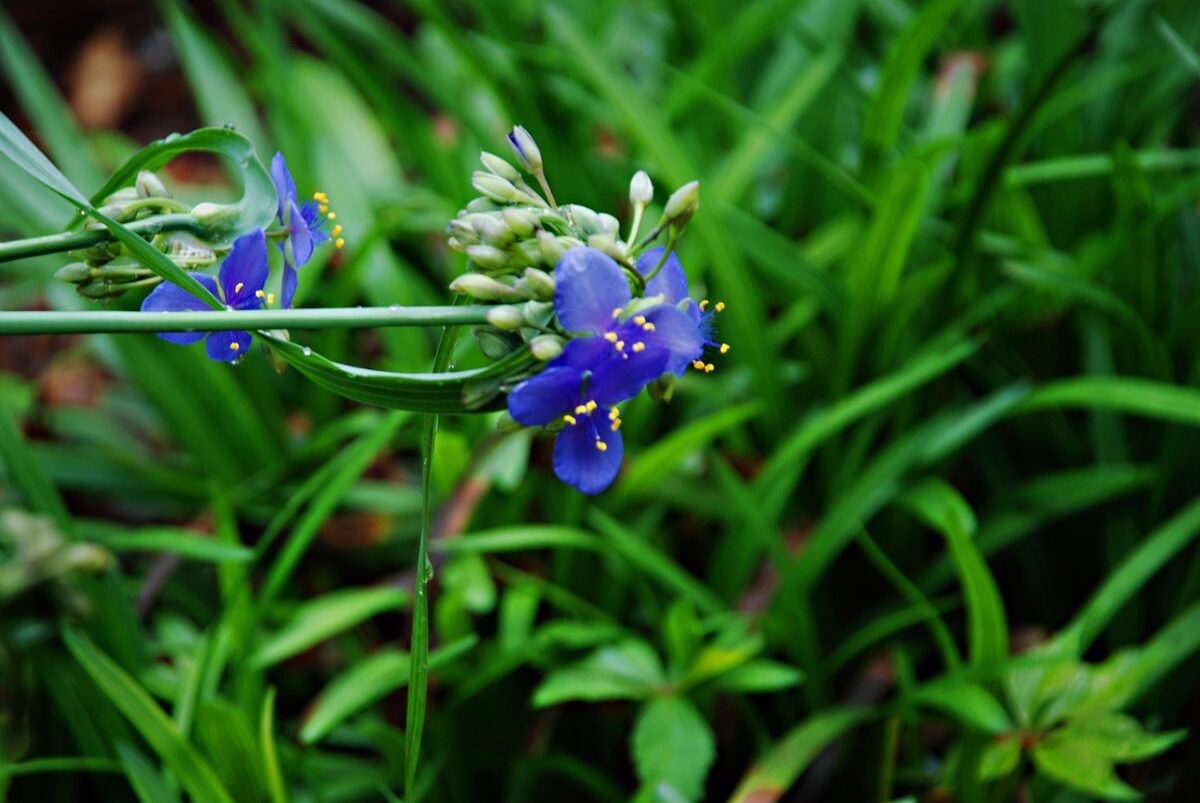 Tradescantia spathacea: la pianta tropicale dal fogliame colorato che dona carattere agli ambienti Tradescantia spathacea: la pianta tropicale dal fogliame colorato che dona carattere agli ambienti