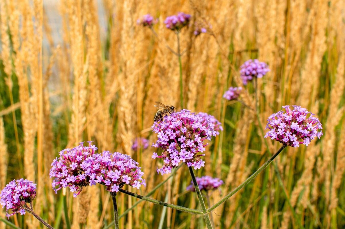 Verbena di Buenos Aires: la pianta elegante che attira farfalle e dona leggerezza al giardino