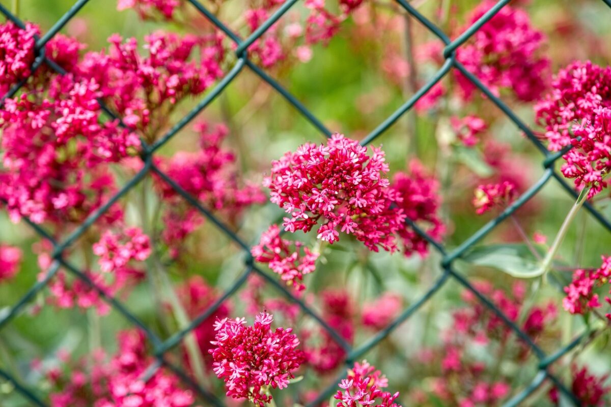 Valeriana rossa: la pianta rustica che colora il giardino con una fioritura spettacolare