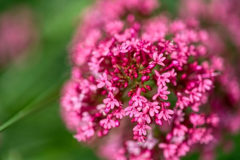 Valeriana rossa: la pianta rustica che colora il giardino con una fioritura spettacolare
