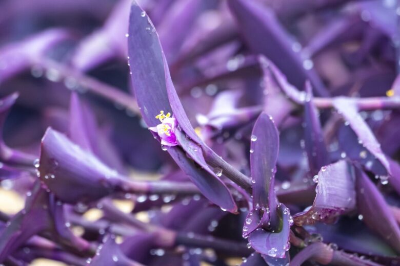 Tradescantia spathacea: la pianta tropicale dal fogliame colorato che dona carattere agli ambienti