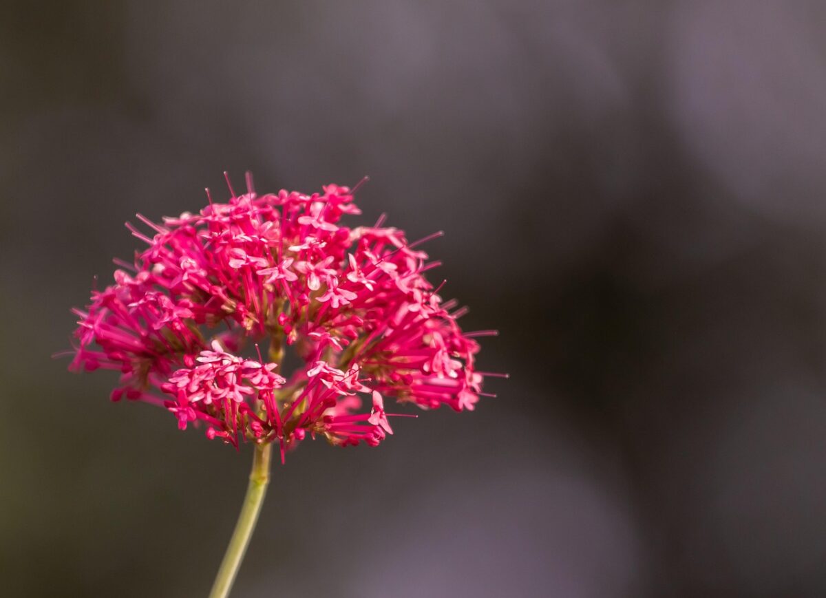 Valeriana rossa: la pianta rustica che colora il giardino con una fioritura spettacolare