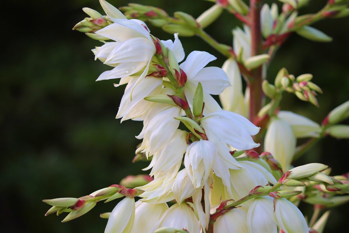 Yucca filamentosa: la pianta resistente e ornamentale perfetta per il giardino Yucca filamentosa: la pianta resistente e ornamentale perfetta per il giardino