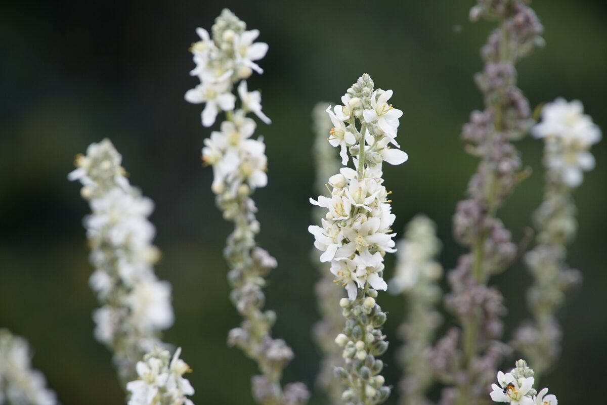 Verbasco: la pianta rustica dai fiori spettacolari che impreziosisce il giardino