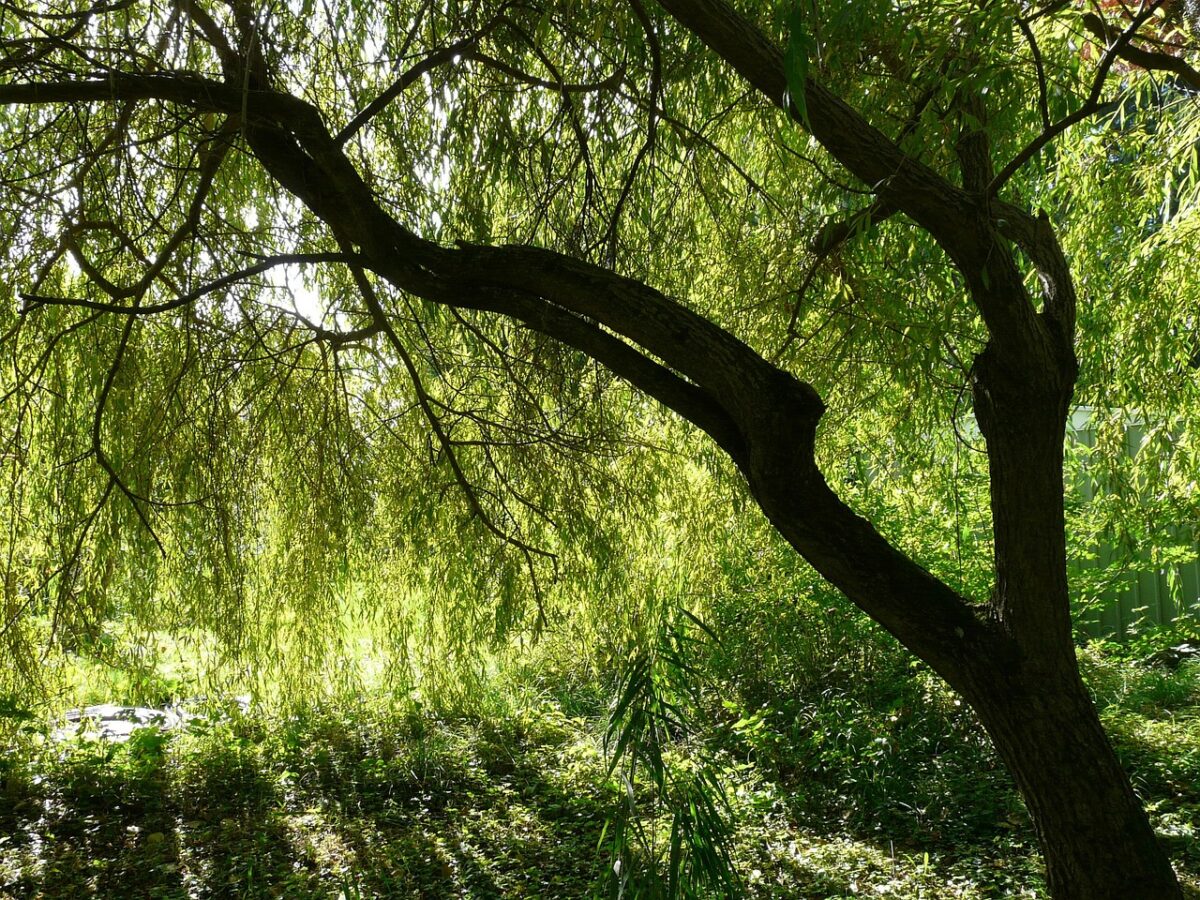 Salice piangente: come coltivarlo e prendersene cura per un albero maestoso