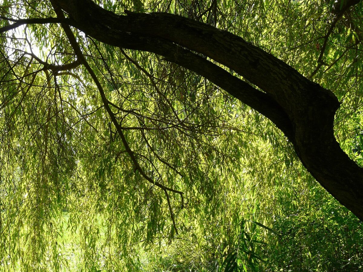 Salice piangente: come coltivarlo e prendersene cura per un albero maestoso