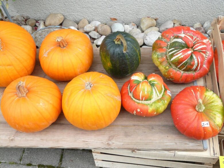 Zucca: come coltivarla e prendersene cura per un raccolto abbondante