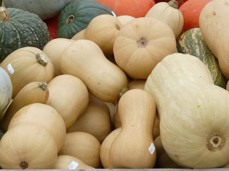 Zucca Torta: come coltivarla e prendersene cura per ottenere raccolti abbondanti