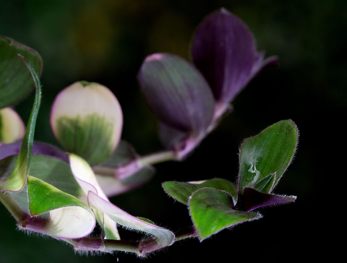 Tradescantia zebrina: la pianta ricadente dalle foglie variegate che illumina ogni ambiente Tradescantia zebrina: la pianta ricadente dalle foglie variegate che illumina ogni ambiente